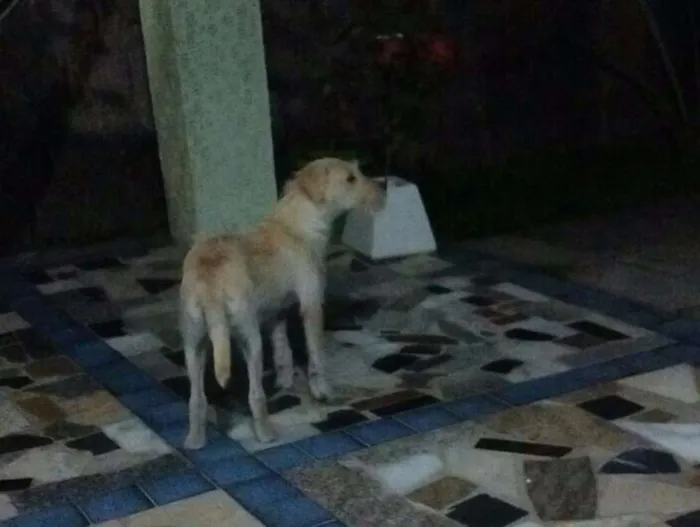 Cachorro raça SRD idade 1 ano nome Sem nome