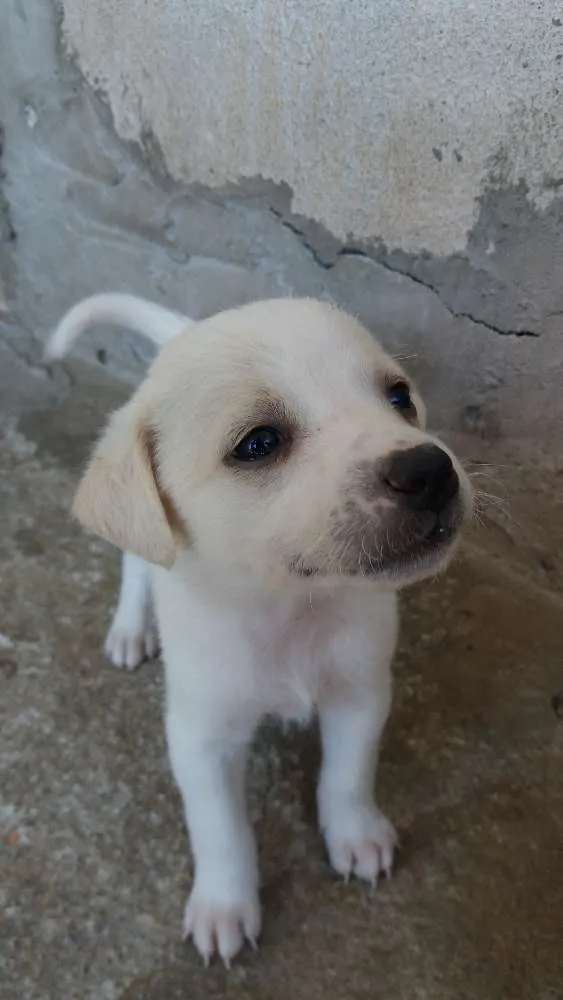 Cachorro raça R.I idade 2 a 6 meses nome Sem nomes