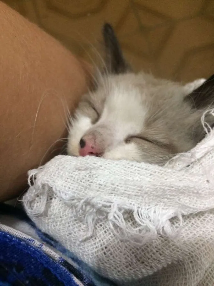 Gato raça  idade Abaixo de 2 meses nome Nenem 