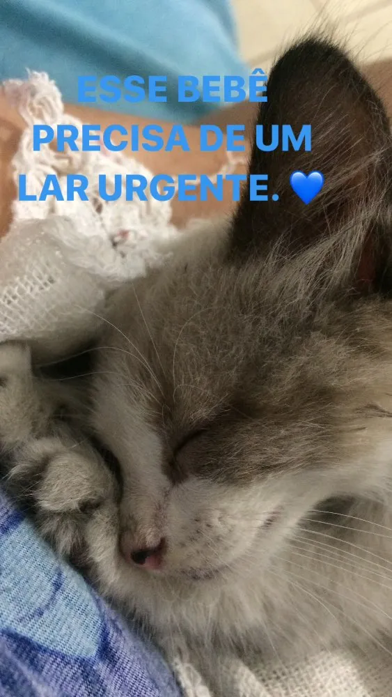 Gato raça  idade Abaixo de 2 meses nome Nenem 