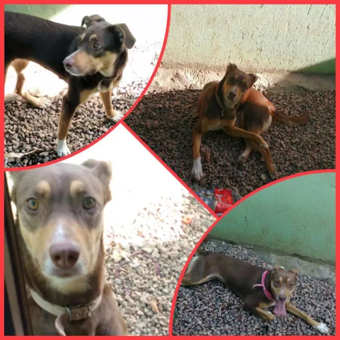 Cachorro ra a Srd idade 2 anos nome Luna