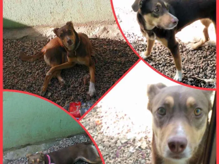 Cachorro ra a Srd idade 2 anos nome Luna