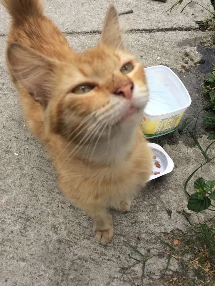 Gato raça Vira-lata idade 7 a 11 meses nome Heros