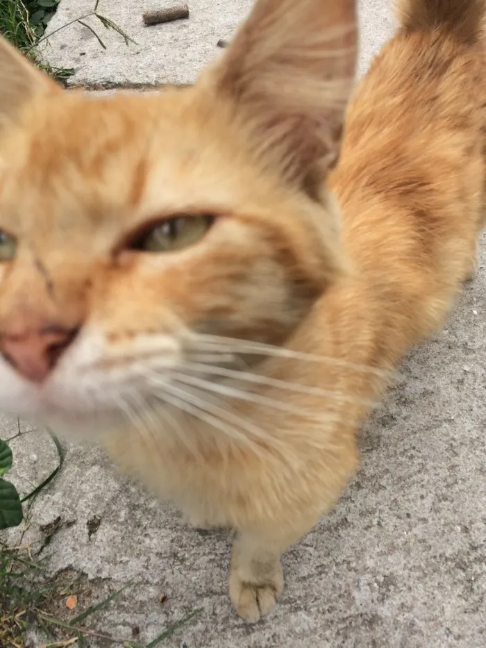 Gato raça Vira-lata idade 7 a 11 meses nome Heros