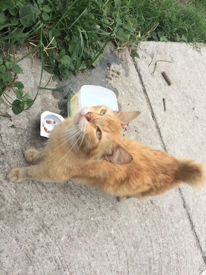 Gato raça Vira-lata idade 7 a 11 meses nome Heros