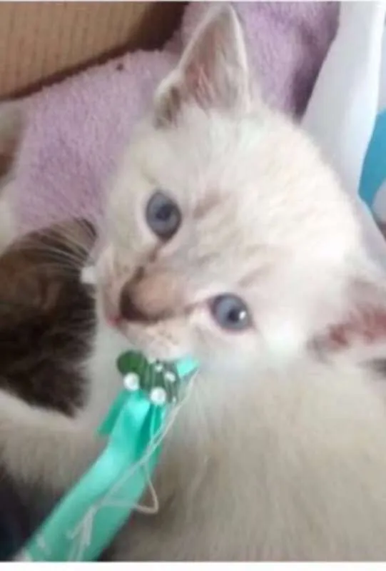 Gato ra a SRD idade 2 a 6 meses nome FOFO