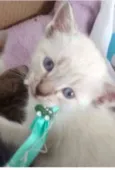 FOFO