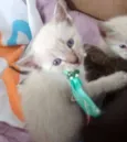 FOFO