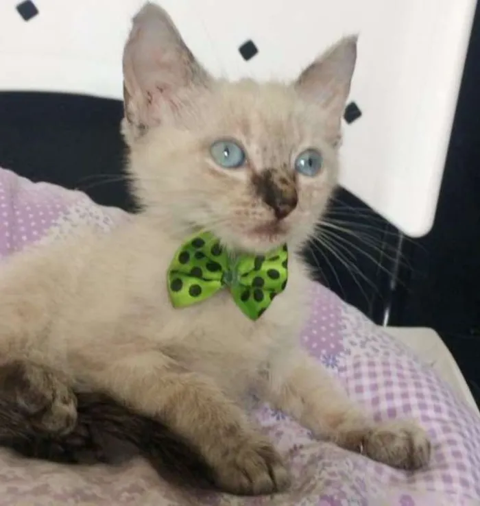 Gato ra a SRD idade 2 a 6 meses nome MENINO