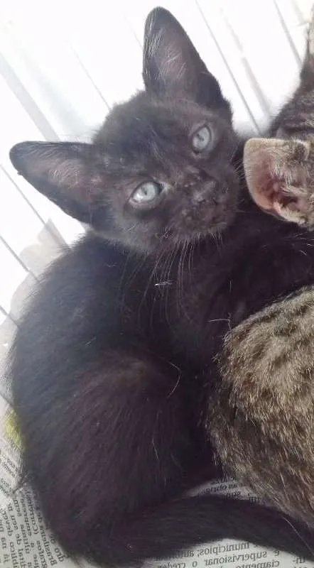 Gato ra a SRD idade 2 a 6 meses nome OLHINHOS AZUIS