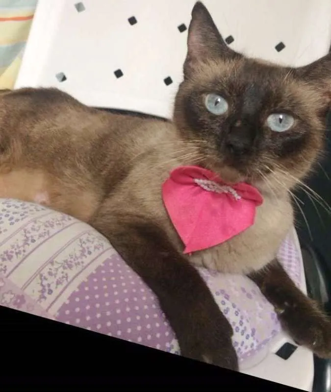 Gato ra a SIAMESA idade 1 ano nome PANDORA