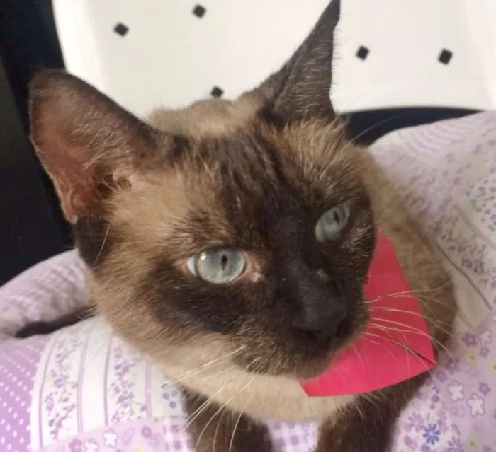 Gato ra a SIAMESA idade 1 ano nome PANDORA