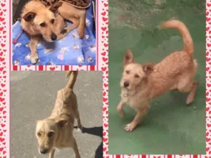 Cachorro raça Vira-lata idade 3 anos nome Katia 