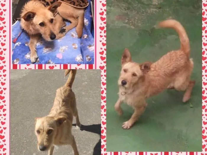 Cachorro ra a Vira-lata idade 3 anos nome Katia 