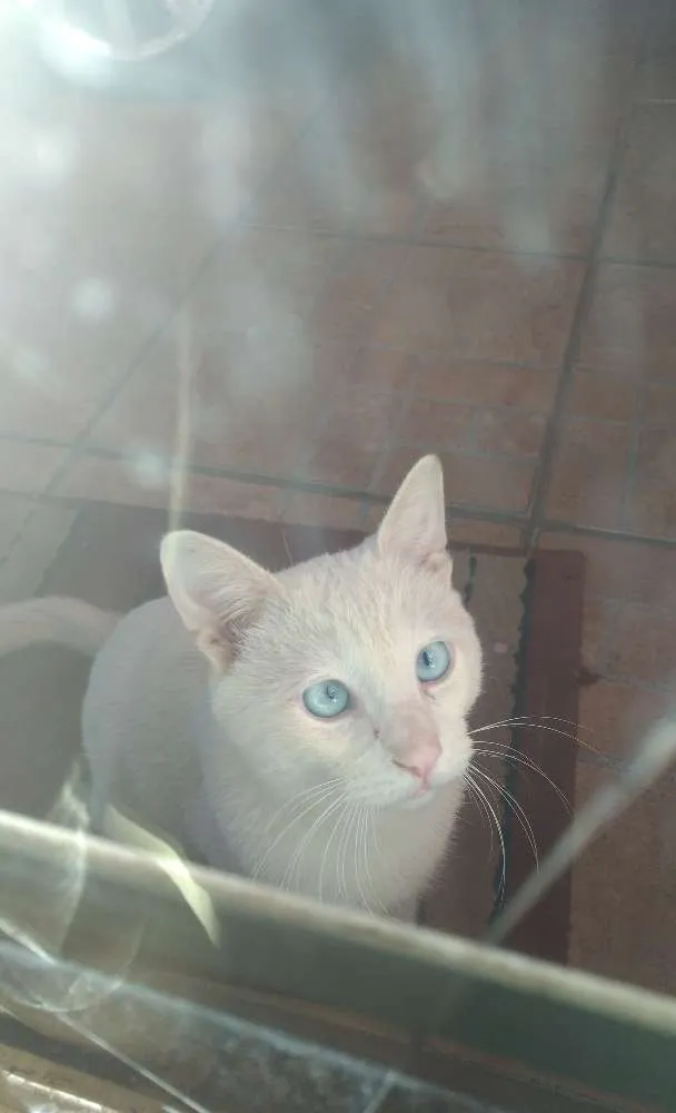 Gato ra a sem raça definida idade 7 a 11 meses nome Irineu
