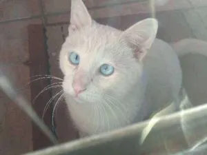 Gato raça sem raça definida idade 7 a 11 meses nome Irineu