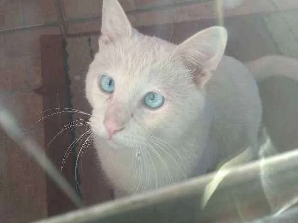 Gato ra a sem raça definida idade 7 a 11 meses nome Irineu