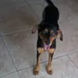 Cachorro raça SRD idade 1 ano nome Lili 