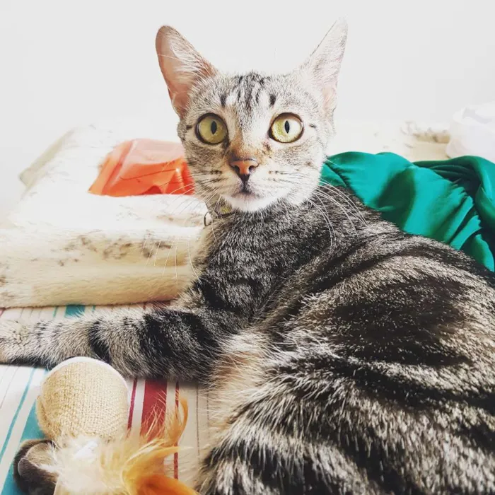Gato ra a Srd idade 7 a 11 meses nome Luna