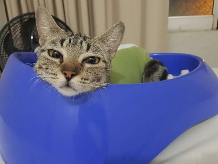 Gato ra a Srd idade 7 a 11 meses nome Luna