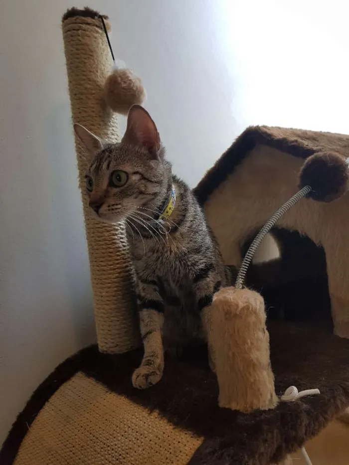 Gato ra a Srd idade 7 a 11 meses nome Luna