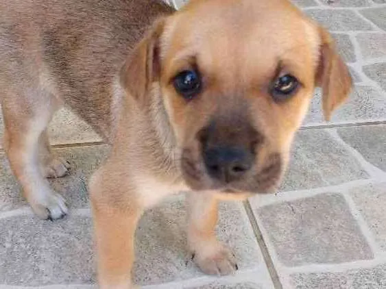 Cachorro ra a Vira lata idade Abaixo de 2 meses nome Não tem nome