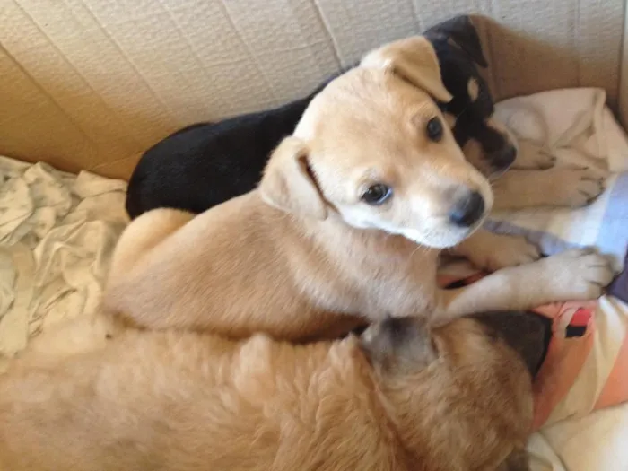 Cachorro ra a Vira lata idade Abaixo de 2 meses nome Polaca