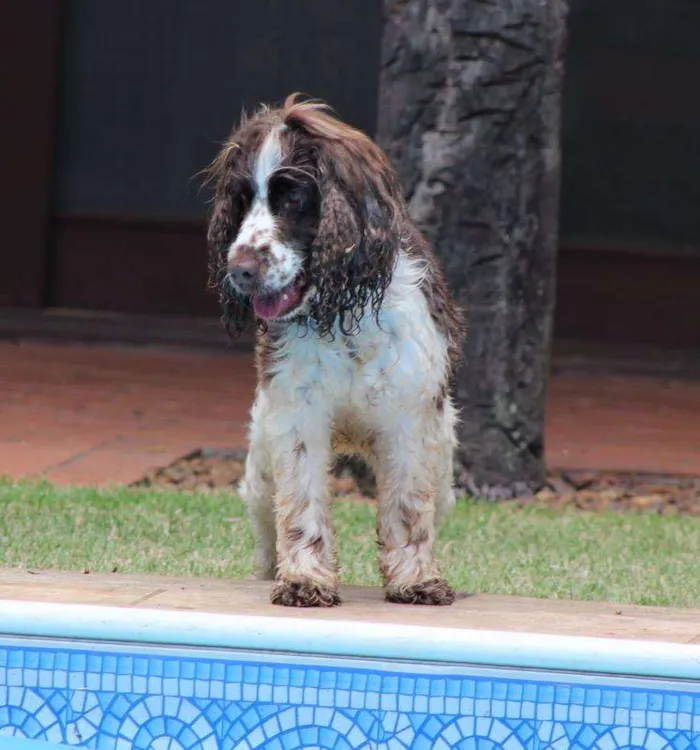 Cachorro ra a SRD idade 4 anos nome Pandora