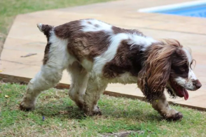 Cachorro ra a SRD idade 4 anos nome Pandora
