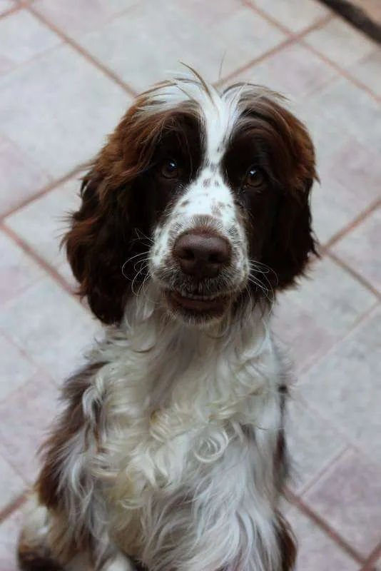Cachorro ra a SRD idade 4 anos nome Pandora