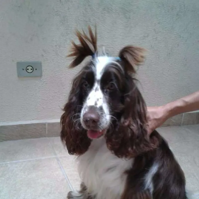 Cachorro ra a SRD idade 4 anos nome Pandora