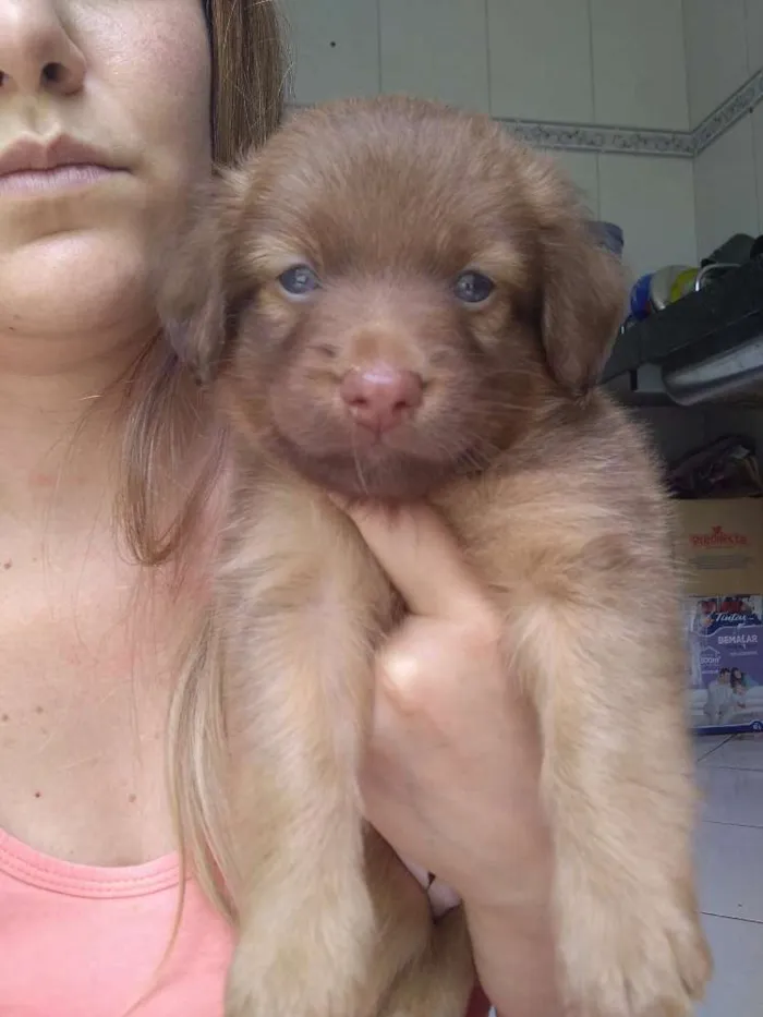 Cachorro raça Vira lata idade Abaixo de 2 meses nome Linguiça