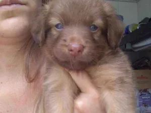 Cachorro raça Vira lata idade Abaixo de 2 meses nome Linguiça