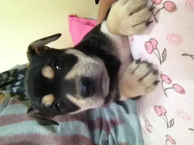 Cachorro ra a Vira lata  idade Abaixo de 2 meses nome Neguinha