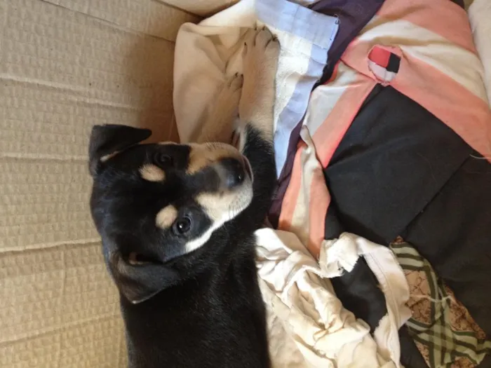 Cachorro ra a Vira lata  idade Abaixo de 2 meses nome Neguinha