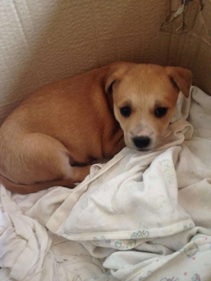 Cachorro ra a Vira lata idade Abaixo de 2 meses nome Narizinho