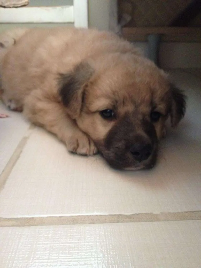 Cachorro ra a Vira lata idade Abaixo de 2 meses nome Minifin