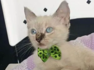 Gato raça SRD idade 2 a 6 meses nome MENINO