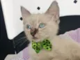 MENINO