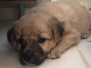 Cachorro raça Vira lata idade Abaixo de 2 meses nome Minifin