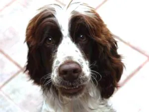 Cachorro raça SRD idade 4 anos nome Pandora