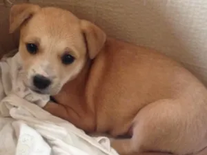 Cachorro raça Vira lata idade Abaixo de 2 meses nome Narizinho