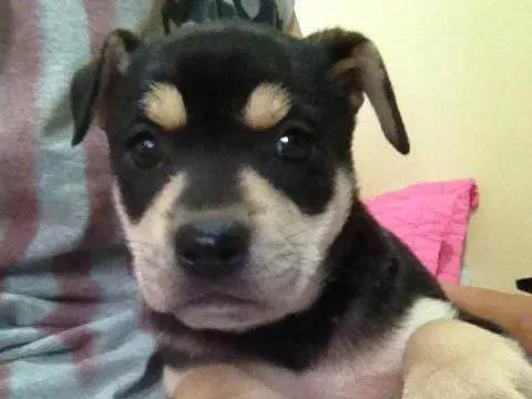 Cachorro ra a Vira lata  idade Abaixo de 2 meses nome Neguinha