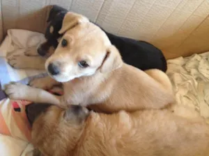 Cachorro raça Vira lata idade Abaixo de 2 meses nome Polaca