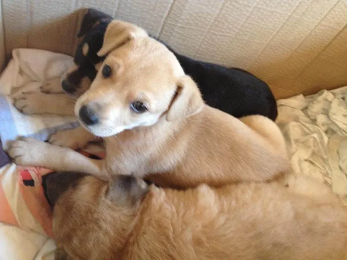 Cachorro ra a Vira lata idade Abaixo de 2 meses nome Polaca