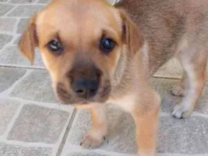 Cachorro raça Vira lata idade Abaixo de 2 meses nome Não tem nome