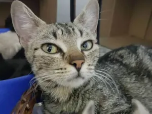 Gato raça Srd idade 7 a 11 meses nome Luna