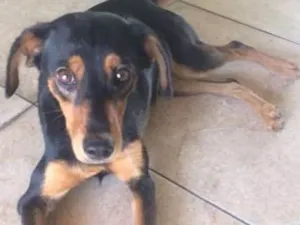Cachorro raça SRD idade 1 ano nome Lili 