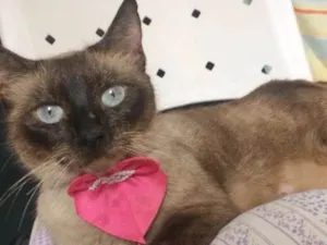 Gato raça SIAMESA idade 1 ano nome PANDORA