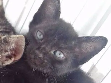 Gato ra a SRD idade 2 a 6 meses nome OLHINHOS AZUIS